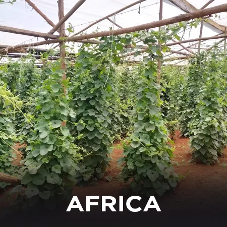 africa hydroponics farming