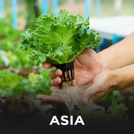 ASIA hydroponics farming