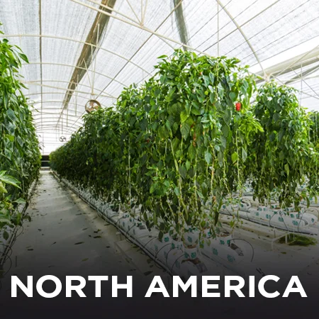 North America hydroponics farming