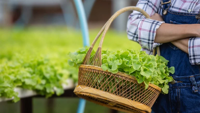 hydroponics farming