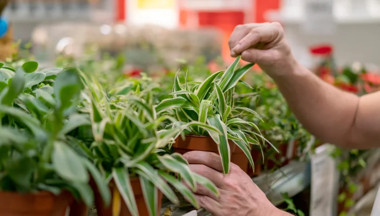 Water Quality in Hydroponics