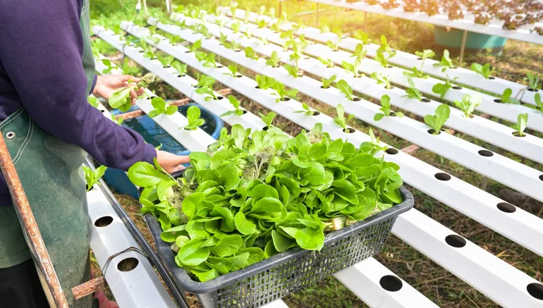 Basil in Hydroponics