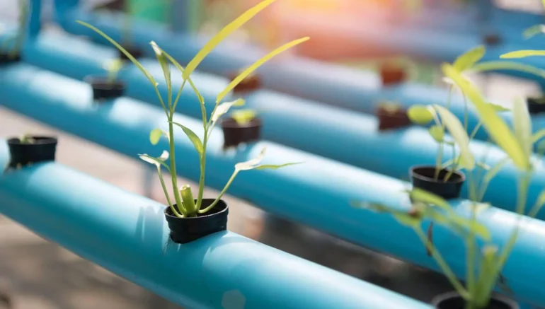 How Hydroponics Is Revolutionizing Agriculture in the UK