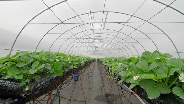 Grow More, Faster: Unleash the Potential of Hydroponics Today