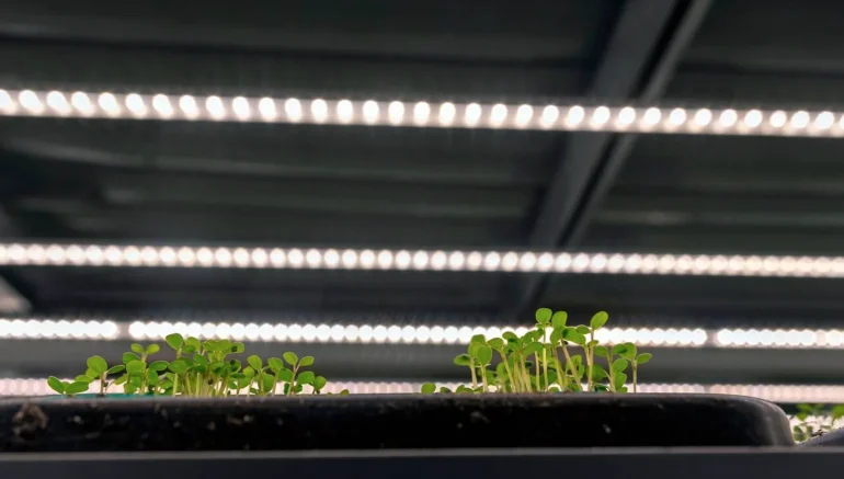 The Future of Hydroponics: Innovations to Watch