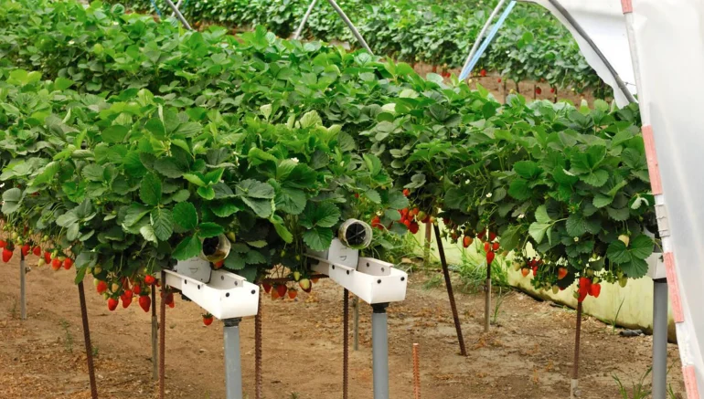 Top Innovations in Hydroponics Technology for 2025