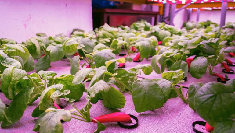 The Impact of Hydroponics on Climate Change Mitigation