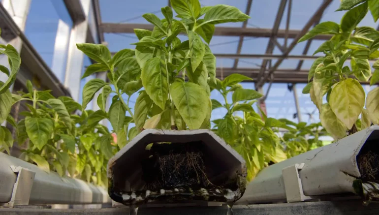 Hydroponics Revolution: The Key to Feeding the Future World