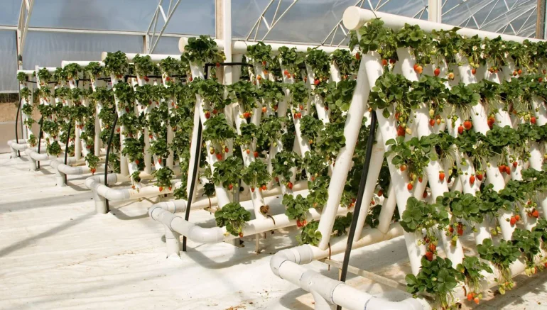 Water Efficiency in Hydroponics: How Much Can You Save