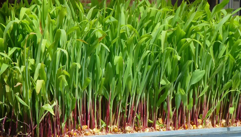 Tropical Plants with Hydroponics