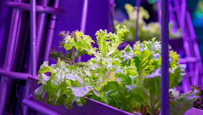 Best Crops for Hydroponics: What to Grow and Why