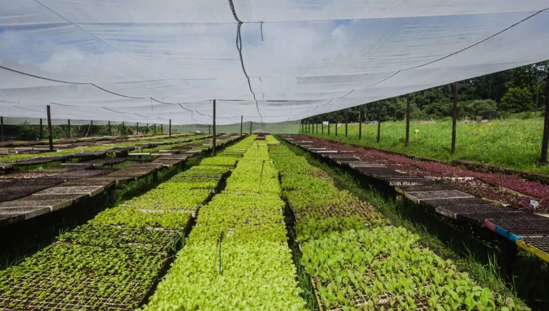 Hydroponic Farming Costs: Is It Worth the Investment