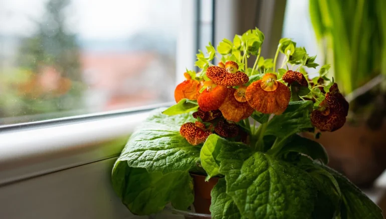 Hydroponics Farming for Urban Areas: A Space-Saving Solution