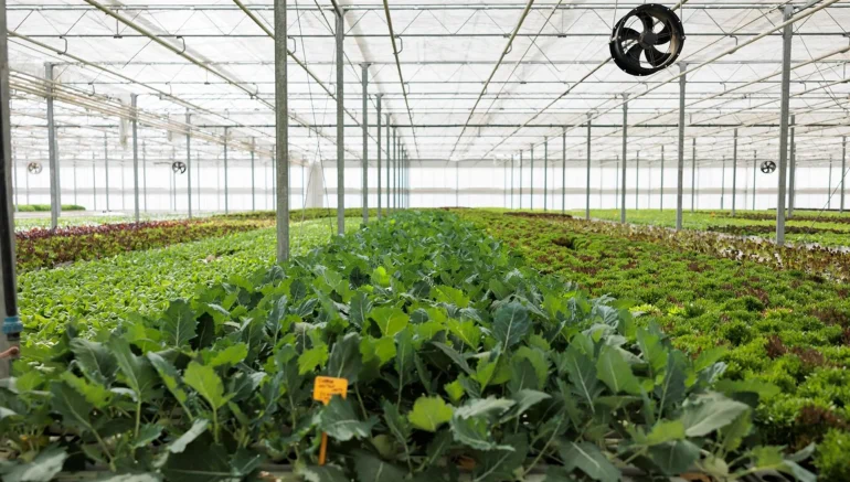 Hydroponics and Automation: Leveraging Technology for Smart Farming