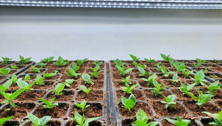 The Future of Farming: Innovations in Hydroponics Technology