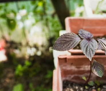 Hydroponics for Beginners: Everything You Need to Get Started