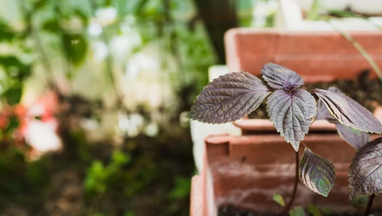 Hydroponics for Beginners: Everything You Need to Get Started