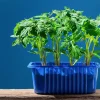 Sustainable Agriculture: Why Hydroponics is the Future of Farming