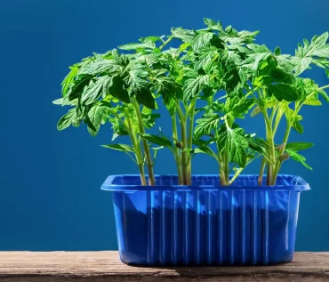 Sustainable Agriculture: Why Hydroponics is the Future of Farming