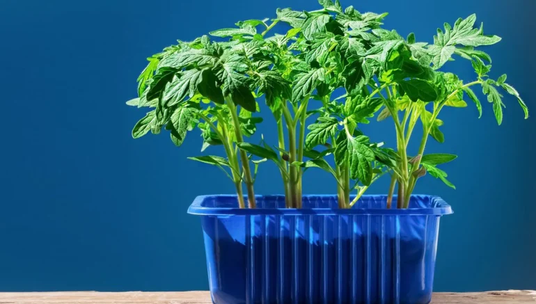 Sustainable Agriculture: Why Hydroponics is the Future of Farming