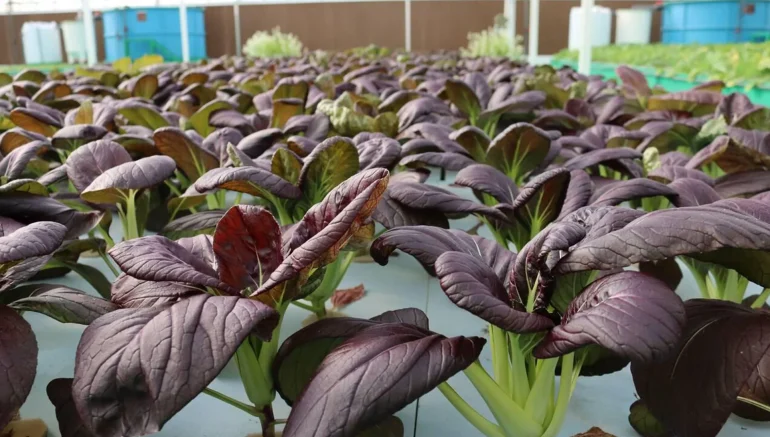 How Hydroponics Farming Revolutionizes Urban Agriculture