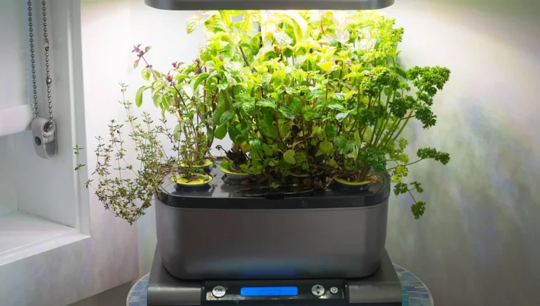 Hydroponics for Exotic Plants: Cultivating Rare and High-Value Crops